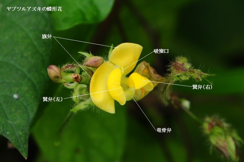 つる植物の花 ヤブツルアズキとヤブマメ かわ遊び やま遊び雑記