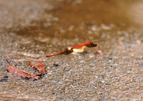 雨上がりの水溜りに、ペアの赤蜻蛉