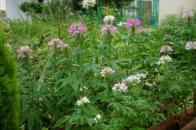 クレオメ 私の雑談ルーム