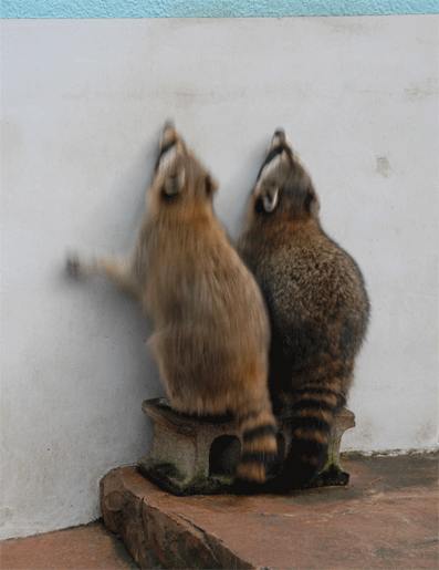ジャンプするアライグマ 今日のお客さまはアライグマ ジャンプするアライグマ 今日のお客さまはアライグマ