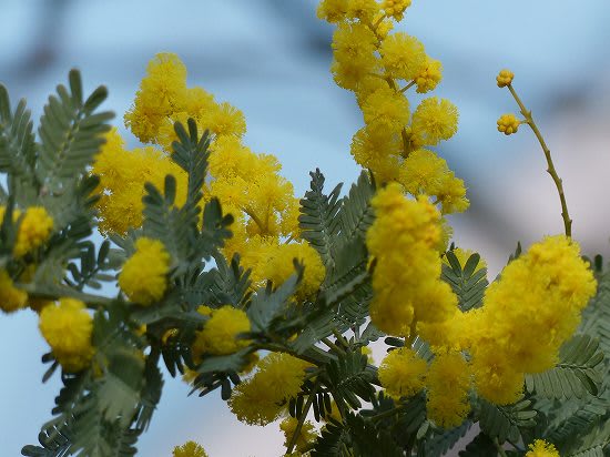 ミモザの開花 ミモザの花咲く庭から