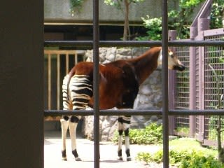 ケルビ 狩りに生きる