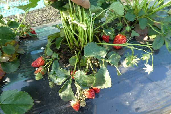 イチゴの栽培 のブログ記事一覧 畑 畑 畑 ２