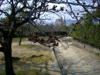 城公園の桜