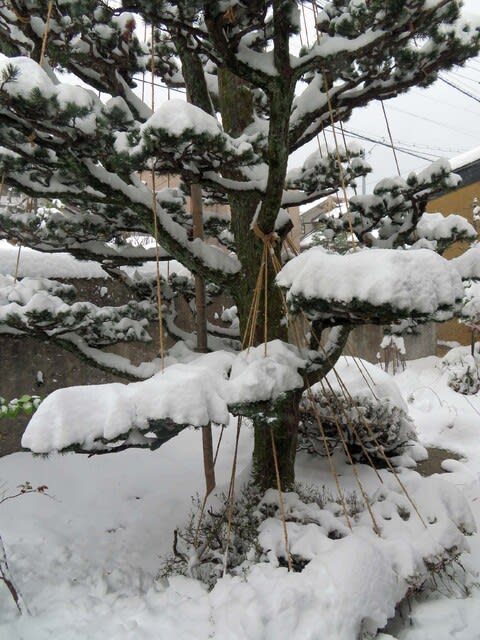抱きつき雪ん子 樹木パフェ 金沢の冬景色 自在コラム