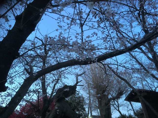 夜桜お七 其の一 皿尾城の空の下