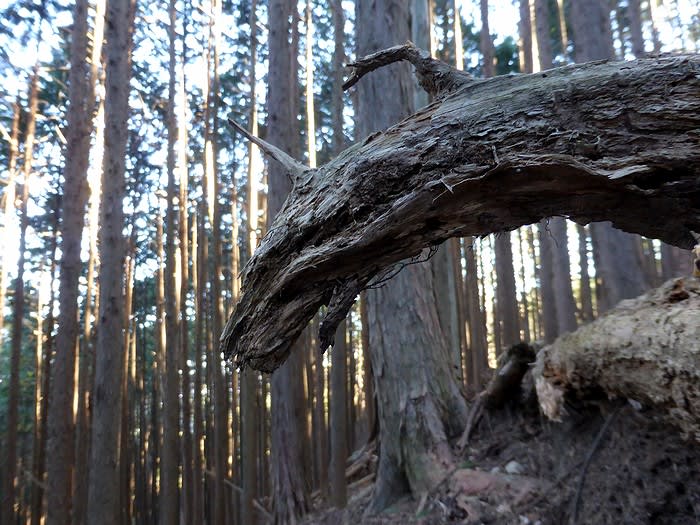 朽ちた木の造形美 趣味の日々が発見