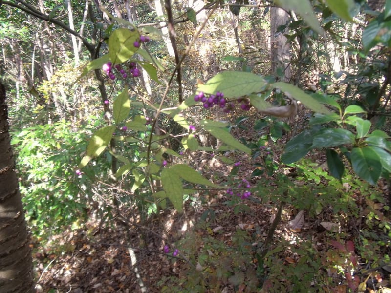 Dscf67941 Dscf67941