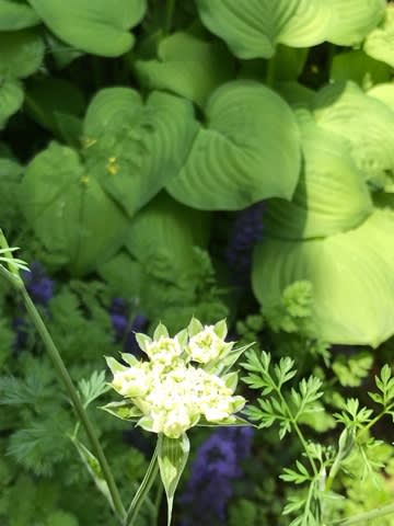 こぼれ種発芽率が半端なくて抜くw こぼれ種発芽率が半端なくて抜くw