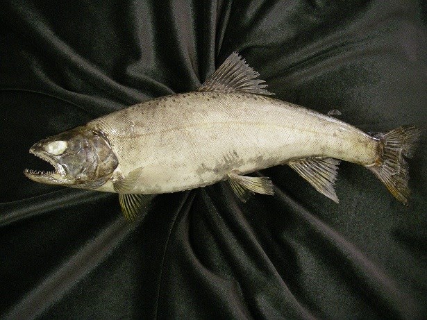 魚の剥製の塗装について 一心房log 魚の剥製制作販売注文
