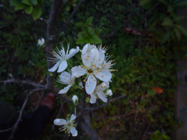 セイヨウスモモの花