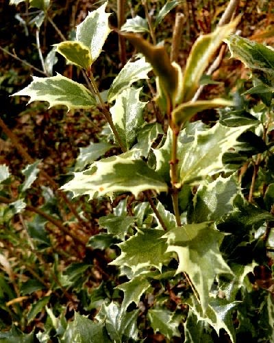 斑入りの草木の葉 ベッコウマサキ アメリカツルマサキ アオキ 他 花と徒然なるままに