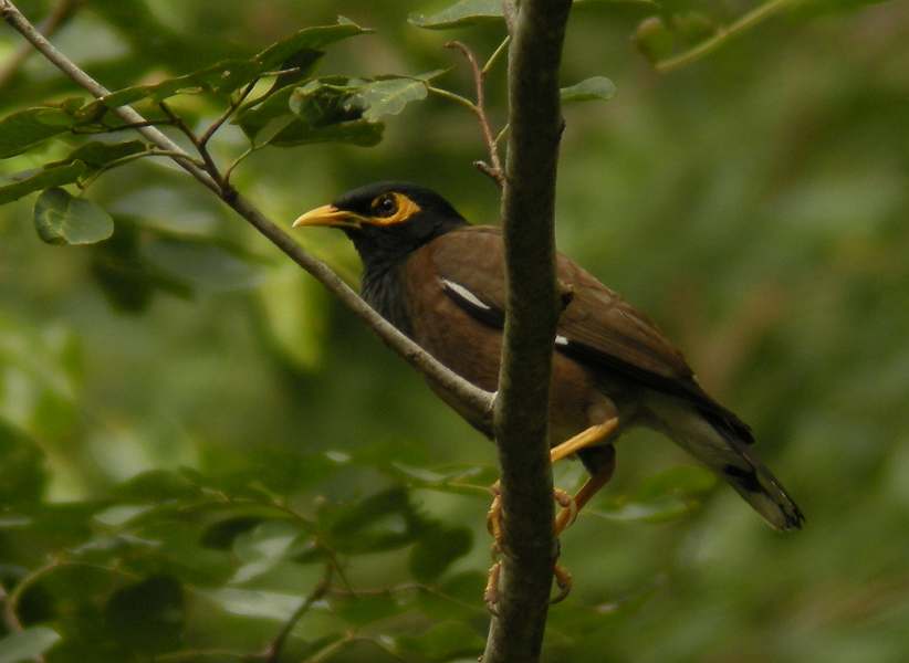 タイ王国 南の鳥 <Nok Park Tai> ※タイトル変更 23Mar2014