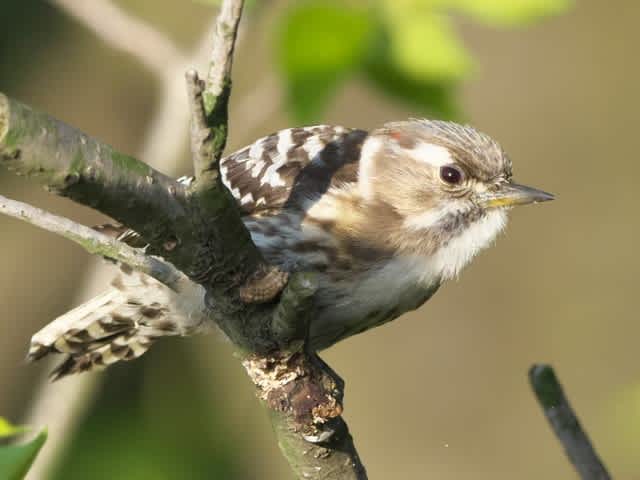 コゲラの巣作り ひなたぼっこ爺の写真館