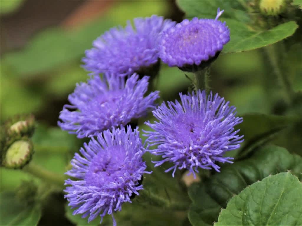 紫紺のカッコウアザミ アゲラタム Atakaの趣味悠久