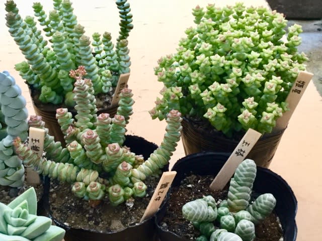 クラッスラ属の魅力 多肉植物専門店ビスタ公式ブログ 埼玉県深谷市発 クラッスラ属の魅力 多肉植物専門店ビスタ公式ブログ 埼玉県深谷市発
