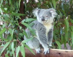 オーストラリア旅行 ローンパイン コアラサンクチュアリ いろいろ日記 オーストラリア旅行 ローンパイン コアラサンクチュアリ いろいろ日記