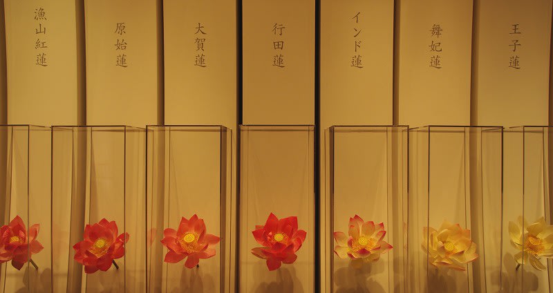 423kodaihasu7 423kodaihasu7