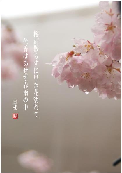 桜雨 詩と短歌集 Photo Poem 雪割一華 ゆきわりいちげ