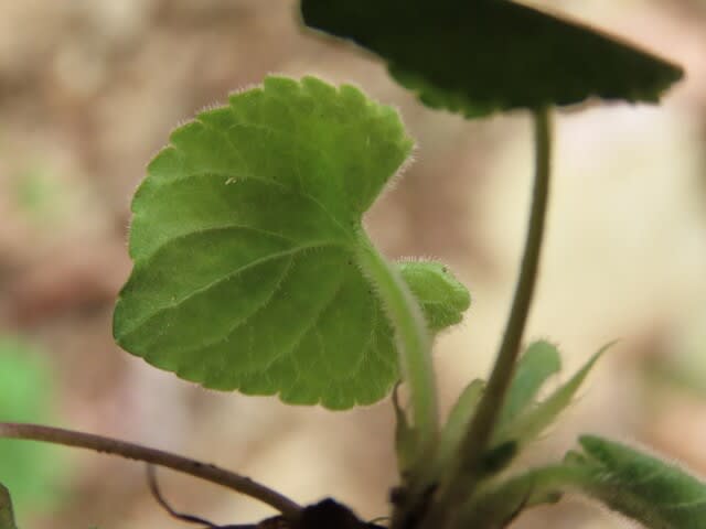 高ボッチ高原・鉢伏山の植物　アオイスミレ（葵菫）