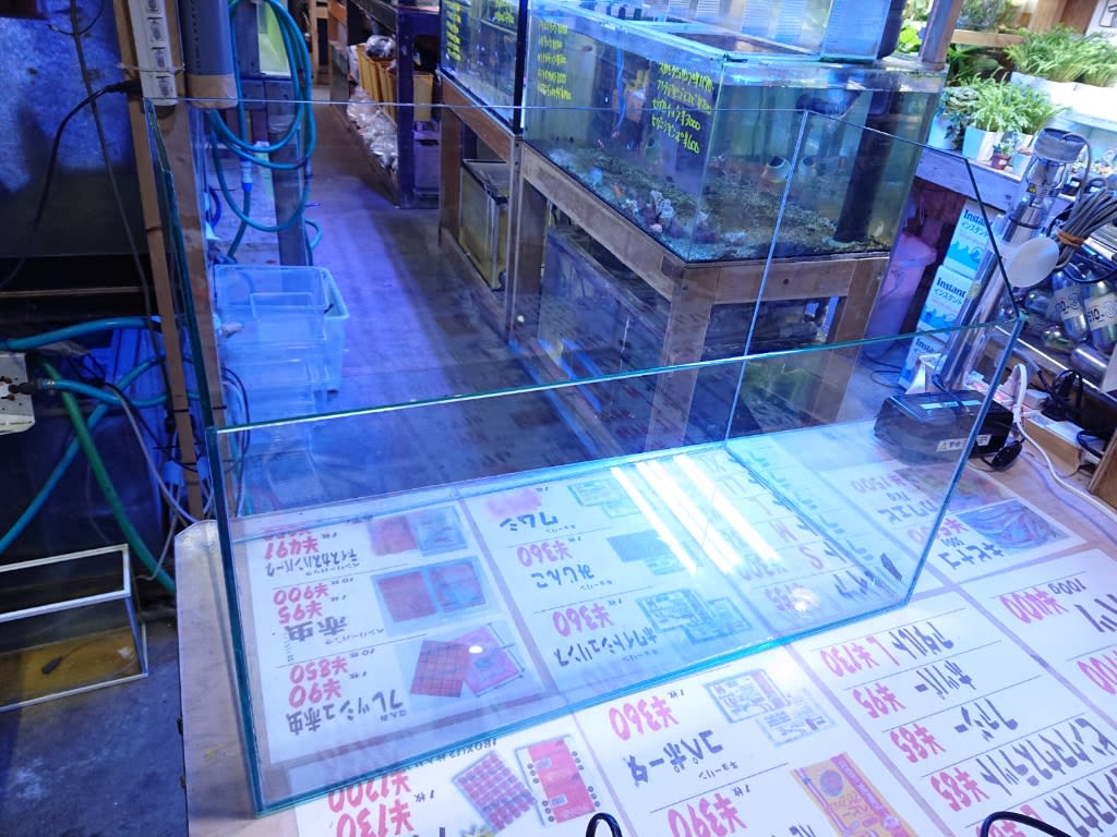 中古 Gex オールガラス水槽 タートルテラリウム600 熱帯魚店モンスターアクアリウム 川口店 買取販売情報