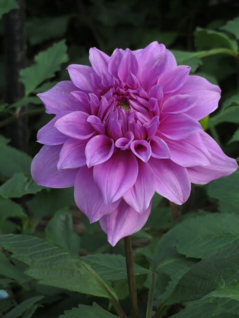 紫色の大輪のダリア 大桃花輪 ダリア シリーズ 058 野の花 庭の花