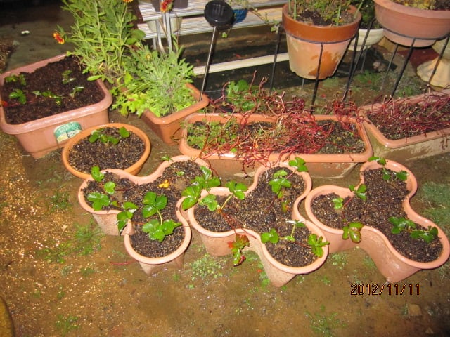 イチゴ プランターに植え付け こころ工房 イチゴ プランターに植え付け こころ工房
