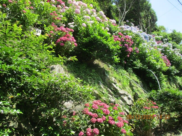 三重県志摩市大王町波切紫陽花綺麗家安マァート不動産