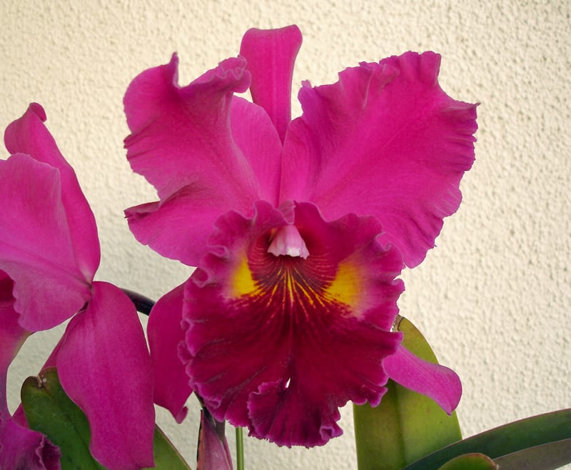 ○Rlc. Shinfong Lucky'ORCHIS' - カトログ !! ~ カトレヤ交配 ○Rlc. Shinfong Lucky'ORCHIS' - カトログ !! ~ カトレヤ交配