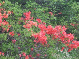 6月の花 八島ビジターセンター