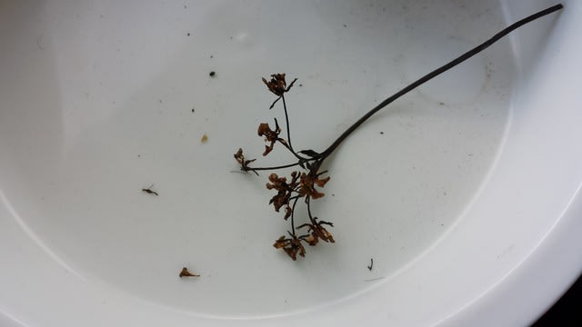 ハエトリグサの種と水苔 食虫植物18 独身男の気ままな日常