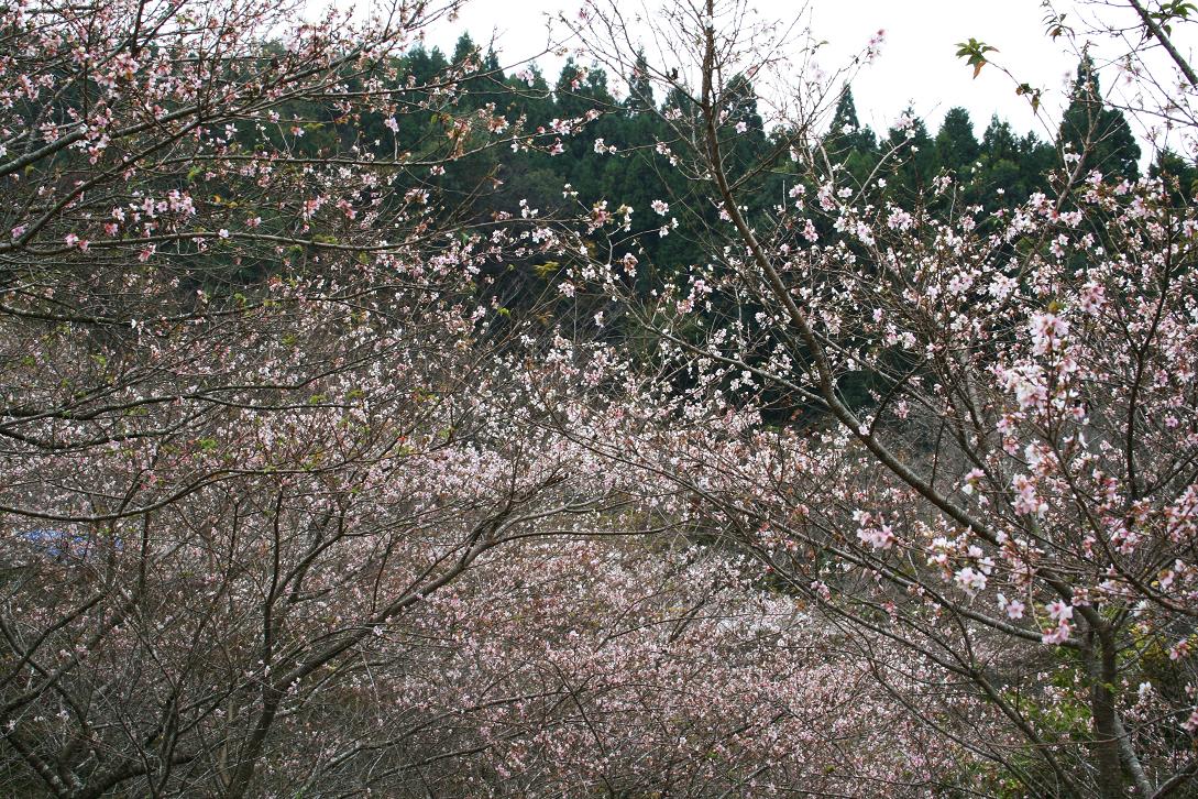 小原四季桜まつりの画像