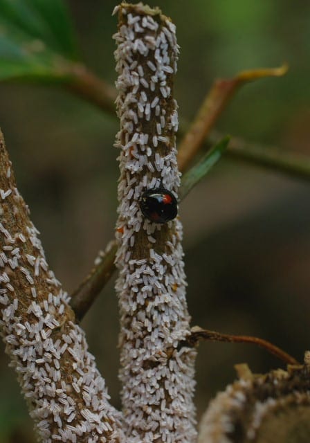 赤い丸 テントウムシ つー虫のブログ
