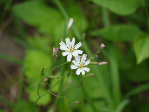 シロバナニガナ（白花苦菜）