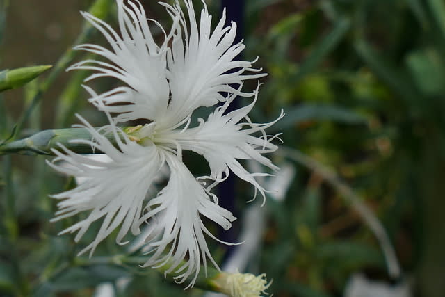 カワラナデシコ（白花）