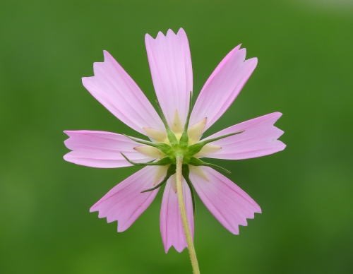 コスモス（秋桜）