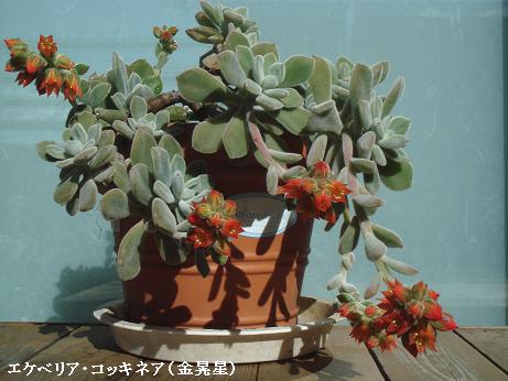 超絶希少！多肉植物シリーズ・エケベリア属・コッキネア・モンストinわけけのお店 超絶希少！多肉植物シリーズ・エケベリア属・コッキネア