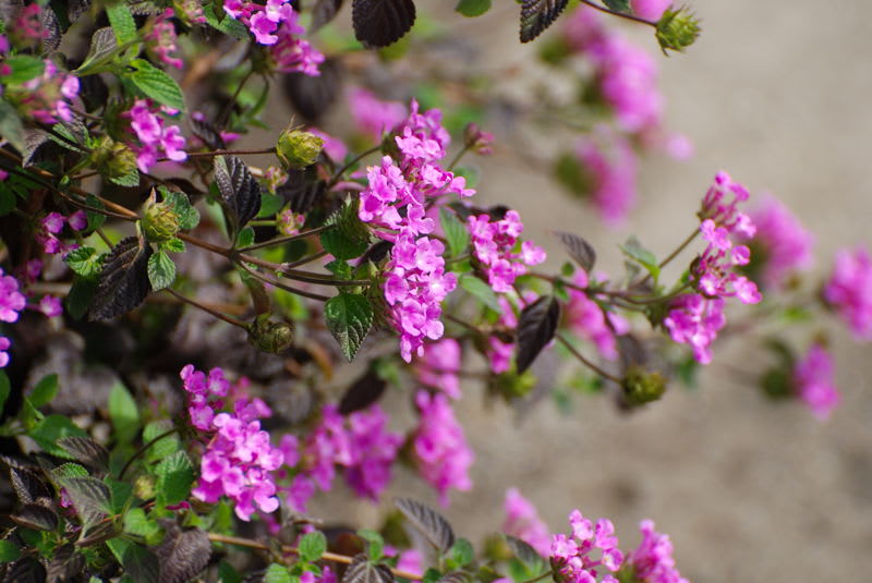 ピンク色のきれいな花です ハーブの仲間のようです Photo No 4753 レンズの向こうに