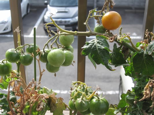 ミニトマトの栽培絵日記 のブログ記事一覧 Yoshikoのお部屋
