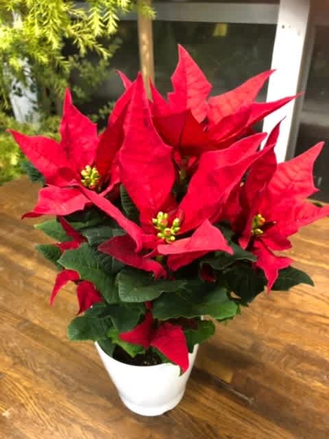 ポインセチア 千秋園 お花のことなら 湘南 寒川の花屋 千秋園 市場仕入れの新鮮花材 花束 アレンジメント 鉢花おまかせ ポインセチア 千秋園 お花のことなら 湘南 寒川の花屋 千秋園 市場仕入れの新鮮花材 花束 アレンジメント 鉢花おまかせ