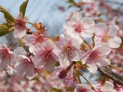 マッキーの 四季を楽しむ 新宿御苑に咲く３月の花 マッキーのつれづれ日記