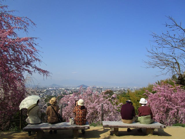 3月29日 大神神社の桜 奈良の長谷寺 旅宿 いったん
