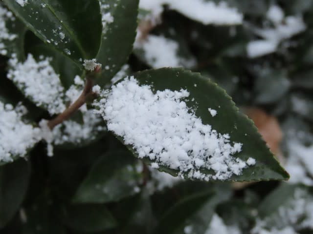 山茶花の葉に落ち重なった雪