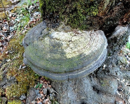 朽ちた木に苔が生す サルノコシカケ 苔 地衣類 他 花と徒然なるままに 朽ちた木に苔が生す サルノコシカケ 苔 地衣類 他 花と徒然なるままに