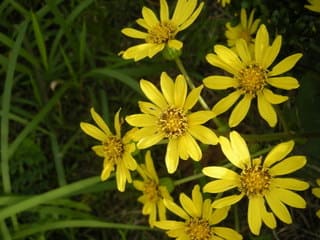 石蕗の花 徒然草 石蕗の花 徒然草
