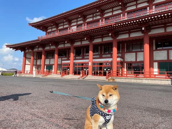 旅犬元気 九州 のブログ記事一覧 柴犬元気とほのぼの旅日記 旅犬元気 九州 のブログ記事一覧 柴犬元気とほのぼの旅日記