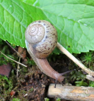 梅雨明けも近くなった今、まだ湿度高い「カタツムリ」「コガネムシ」参上。 - tarpin翁のスローライフ