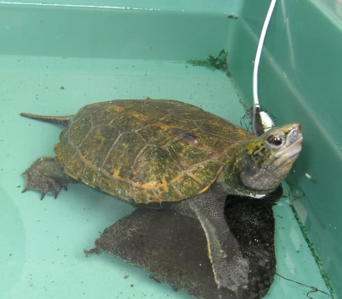 カメ飼育blog カメ飼育blog