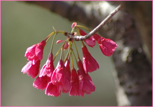 早咲きの桜 左5