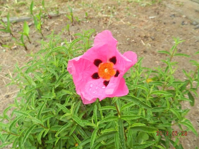 ３坪農園周りの花の画像